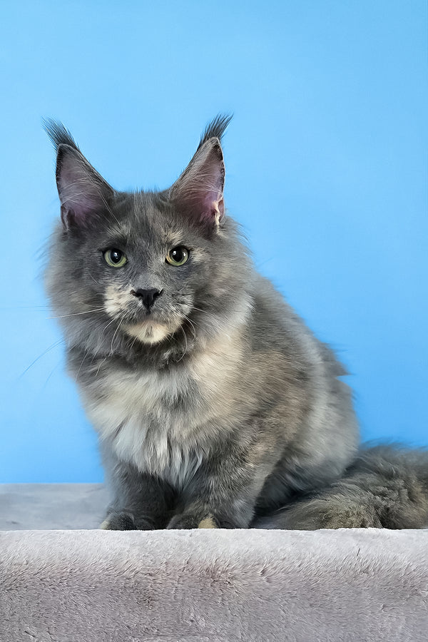Jaconda | Maine Coon Kitten