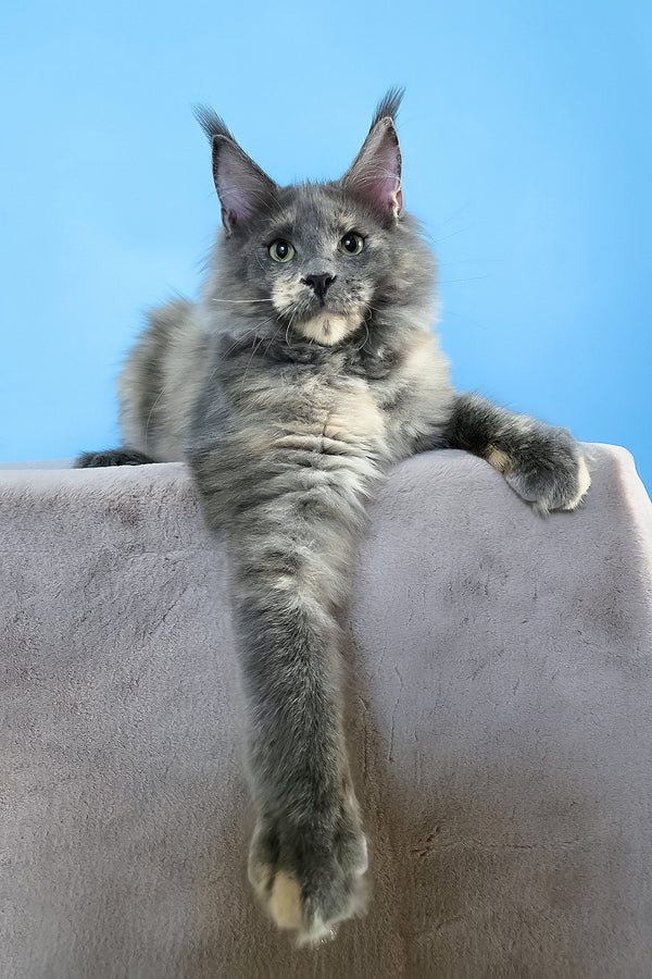 Jaconda | Maine Coon Kitten