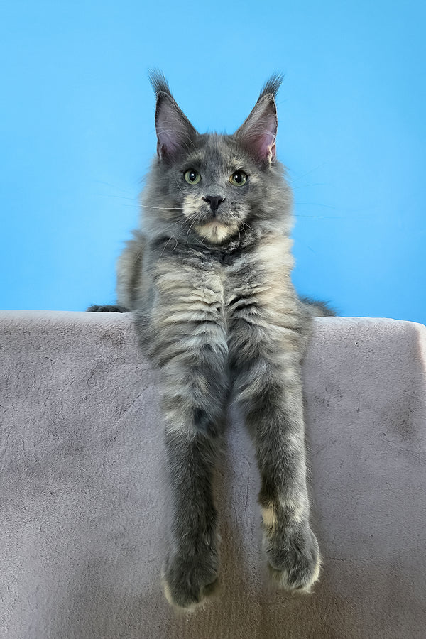 Jaconda | Maine Coon Kitten