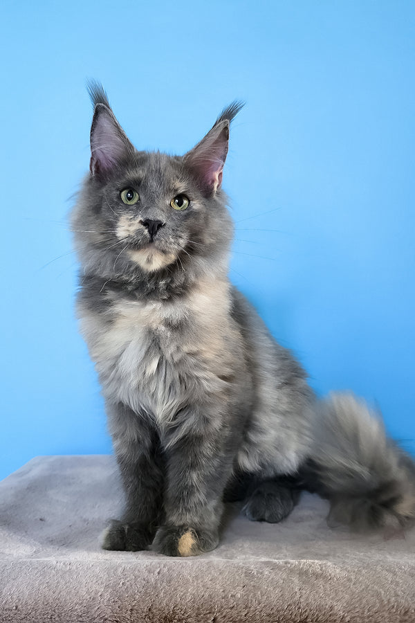 Jaconda | Maine Coon Kitten