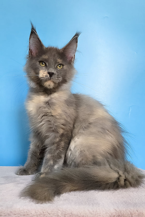 Jaconda | Maine Coon Kitten