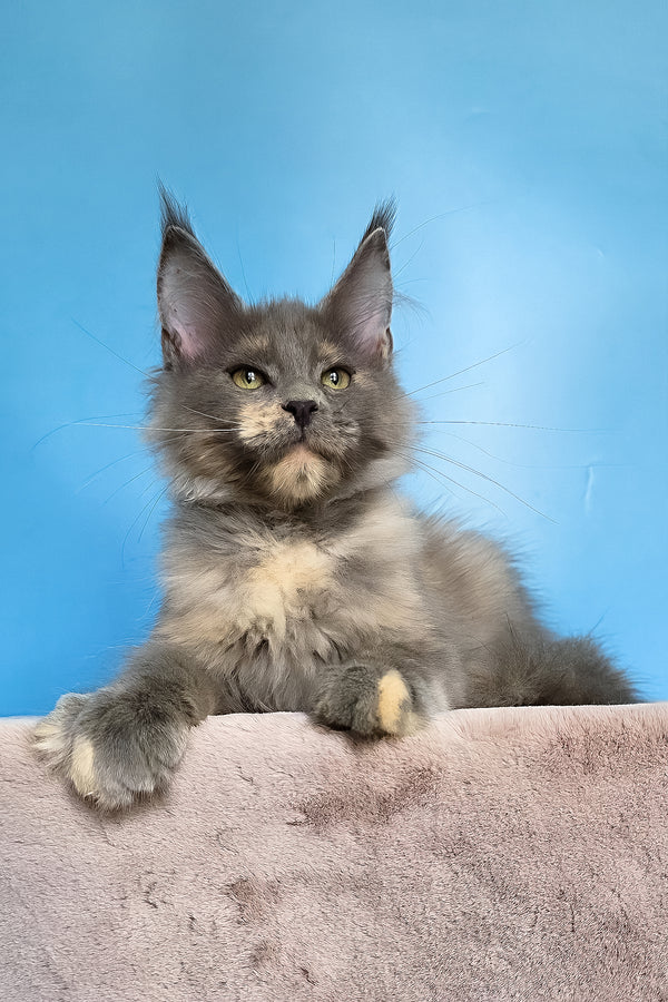 Jaconda | Maine Coon Kitten