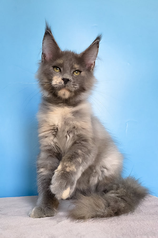 Jaconda | Maine Coon Kitten
