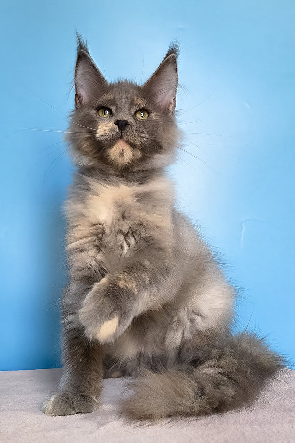 Jaconda | Maine Coon Kitten