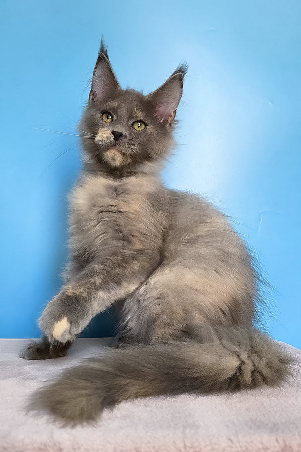 Jaconda | Maine Coon Kitten