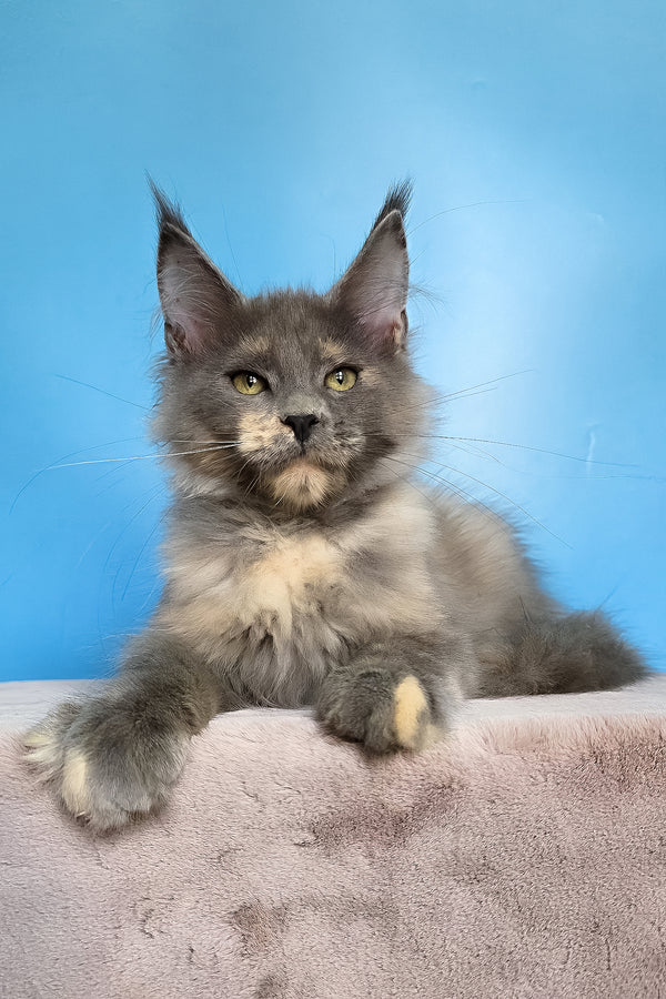 Jaconda | Maine Coon Kitten