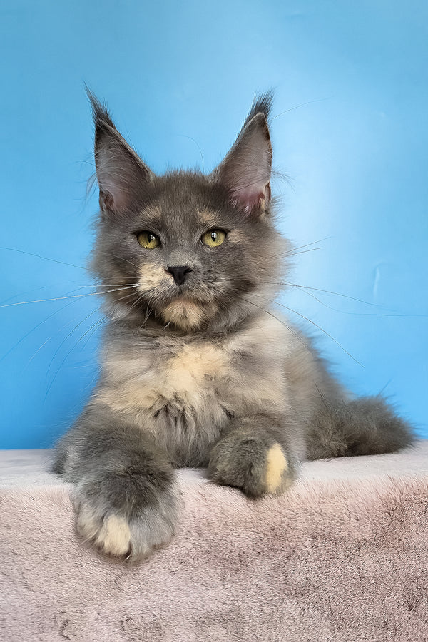 Jaconda | Maine Coon Kitten