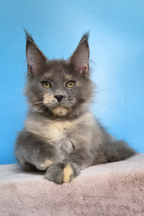Jaconda | Maine Coon Kitten