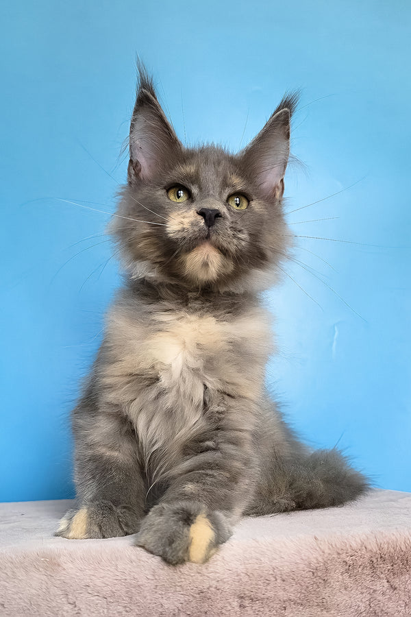 Jaconda | Maine Coon Kitten
