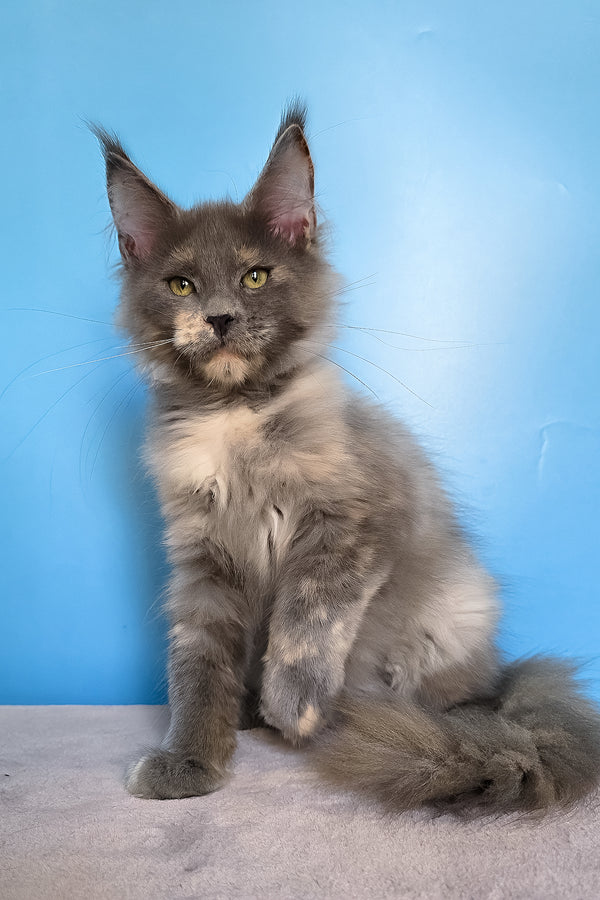 Jaconda | Maine Coon Kitten