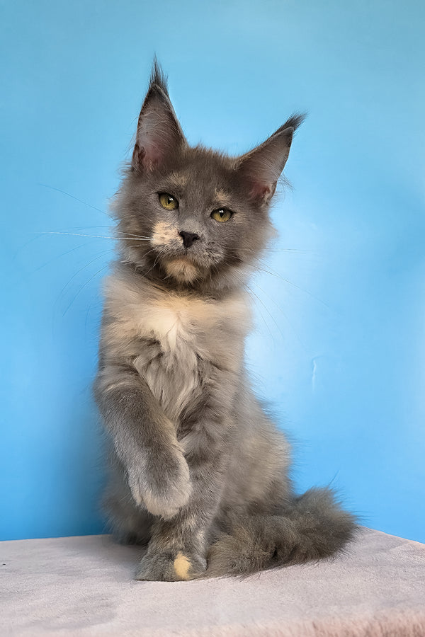 Jaconda | Maine Coon Kitten