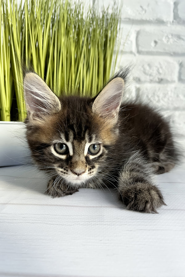 Jane | Maine Coon Kitten