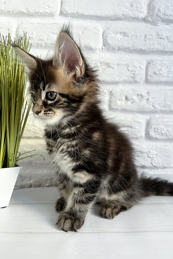 Jane | Maine Coon Kitten