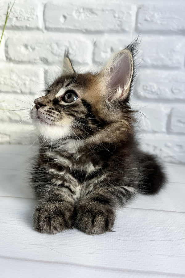 Jane | Maine Coon Kitten