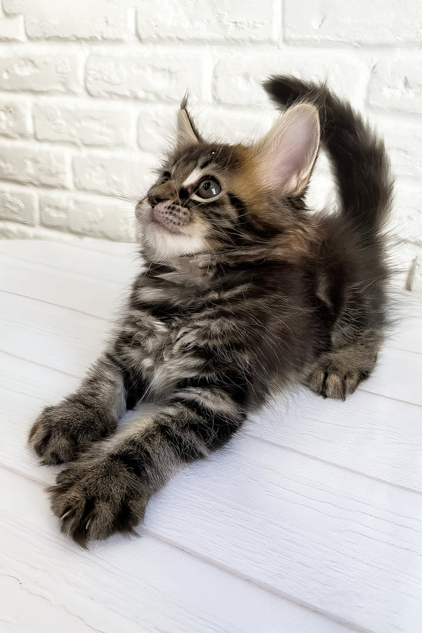Jane | Maine Coon Kitten