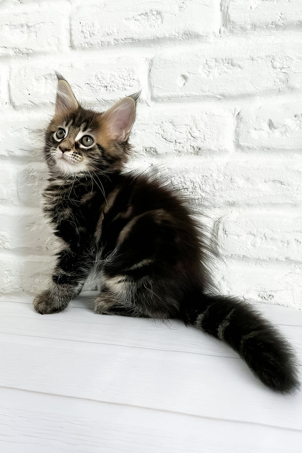 Jane | Maine Coon Kitten