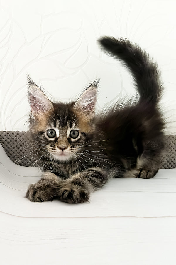 Jane | Maine Coon Kitten