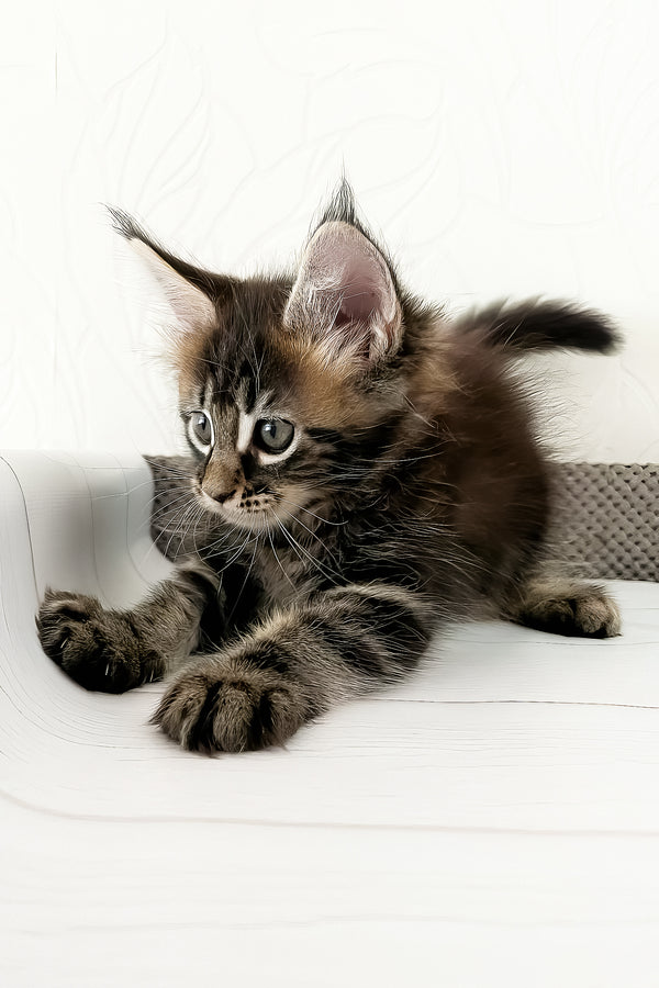 Jane | Maine Coon Kitten