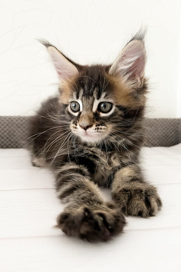 Jane | Maine Coon Kitten