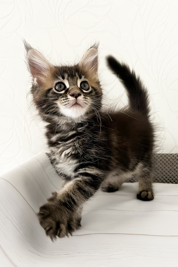Jane | Maine Coon Kitten