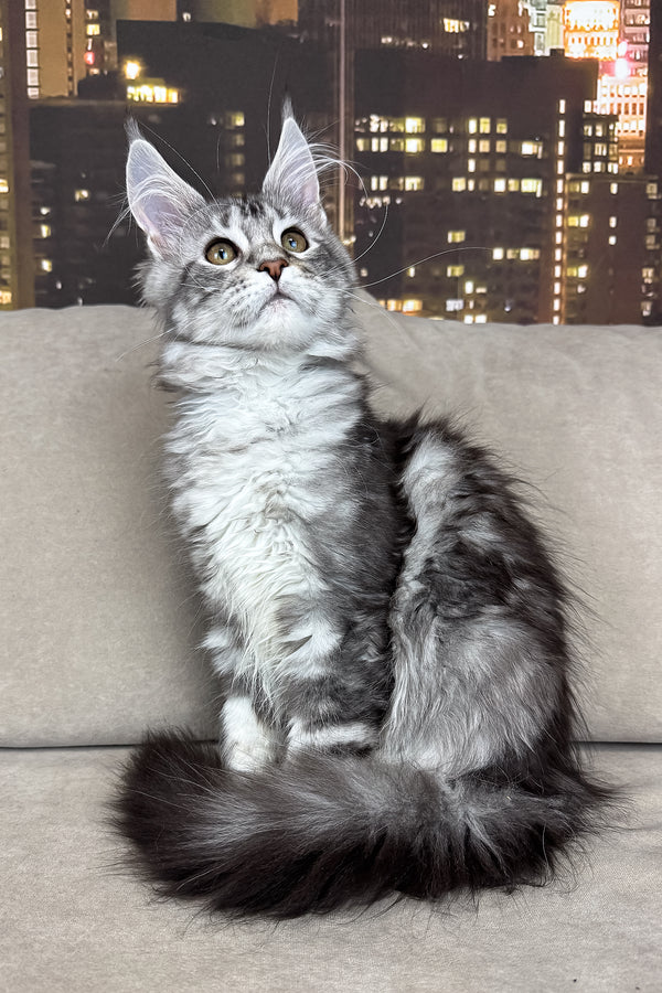 Jador | Maine Coon Kitten
