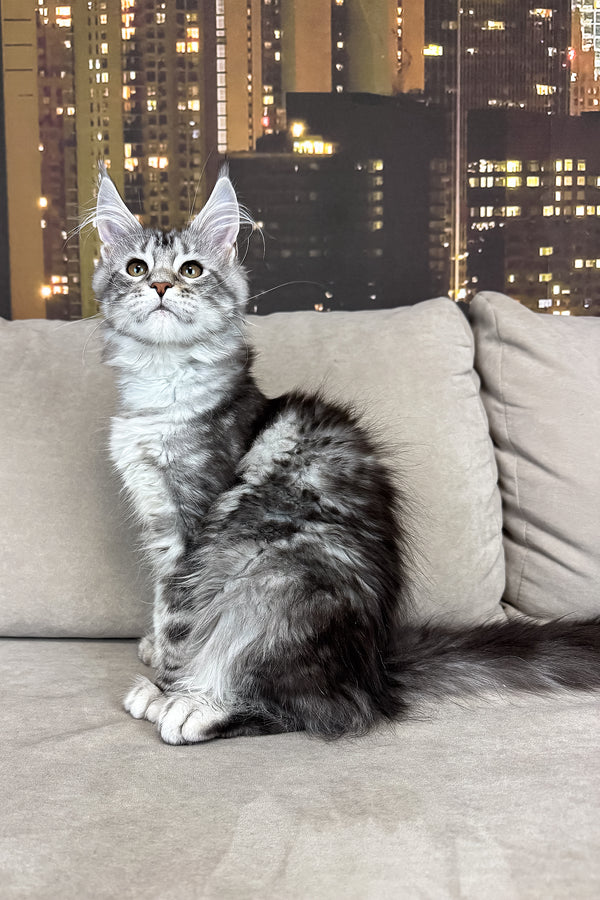 Jador | Maine Coon Kitten