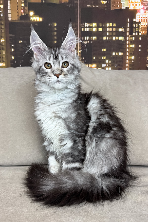Jador | Maine Coon Kitten