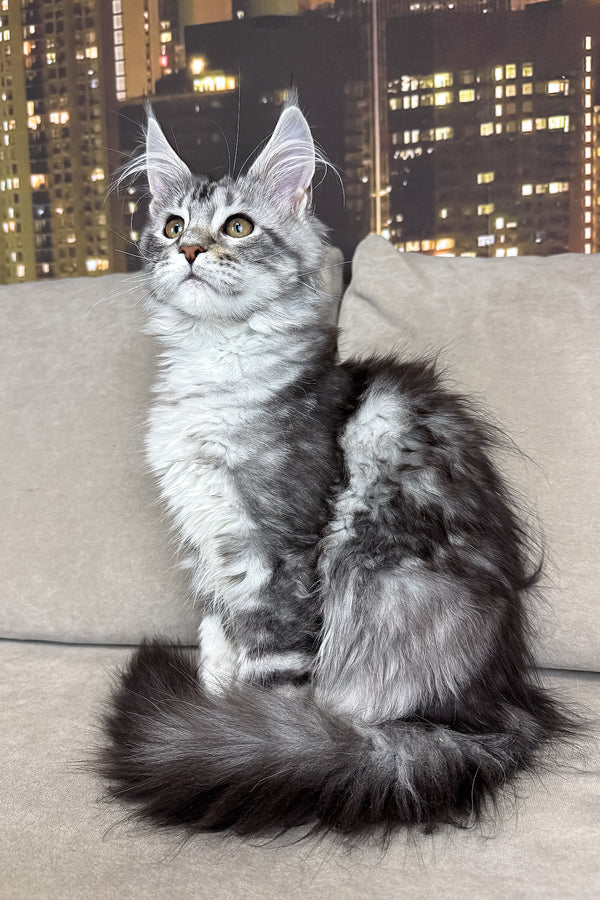 Jador | Maine Coon Kitten