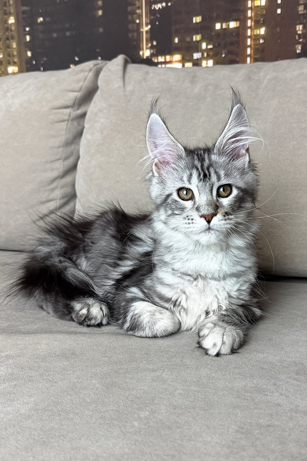 Jador | Maine Coon Kitten