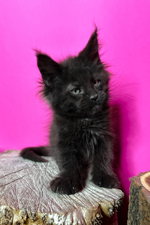 Jagger | Maine Coon Kitten