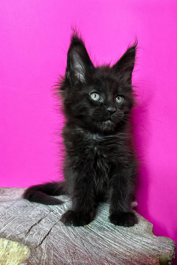 Jagger | Maine Coon Kitten