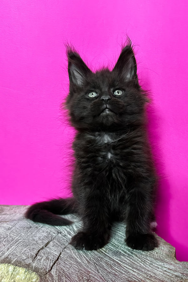 Jagger | Maine Coon Kitten