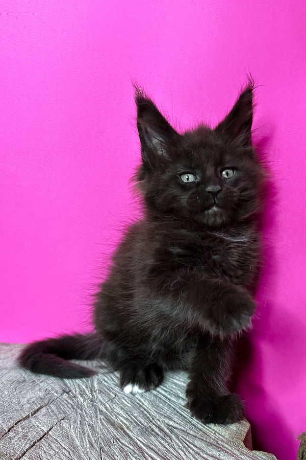 Jagger | Maine Coon Kitten