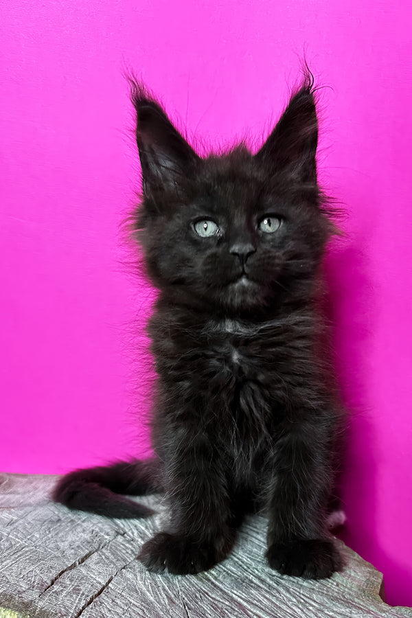 Jagger | Maine Coon Kitten