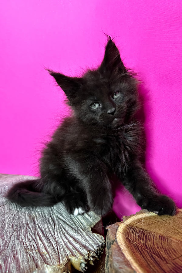 Jagger | Maine Coon Kitten