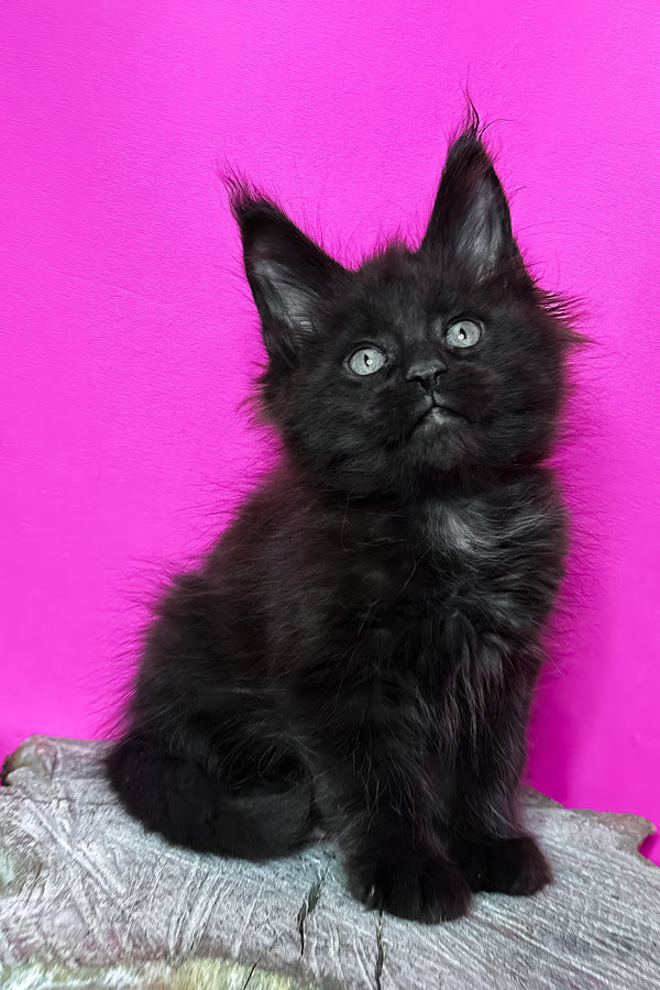 Jagger | Maine Coon Kitten