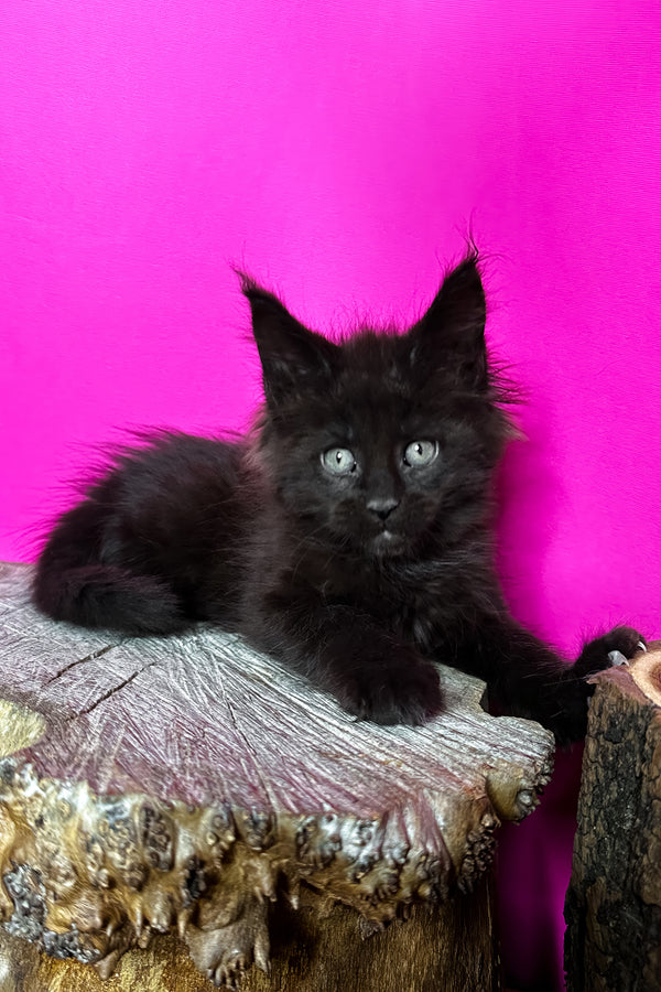 Jagger | Maine Coon Kitten