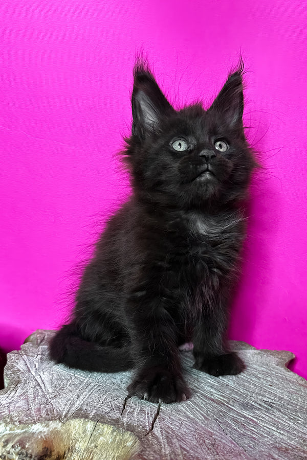 Jagger | Maine Coon Kitten