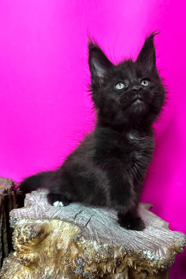 Jagger | Maine Coon Kitten