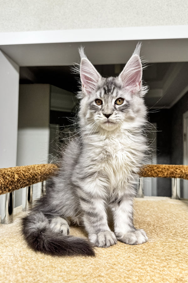 Jake | Maine Coon Kitten