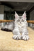 Jake | Maine Coon Kitten