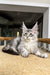 Jake | Maine Coon Kitten