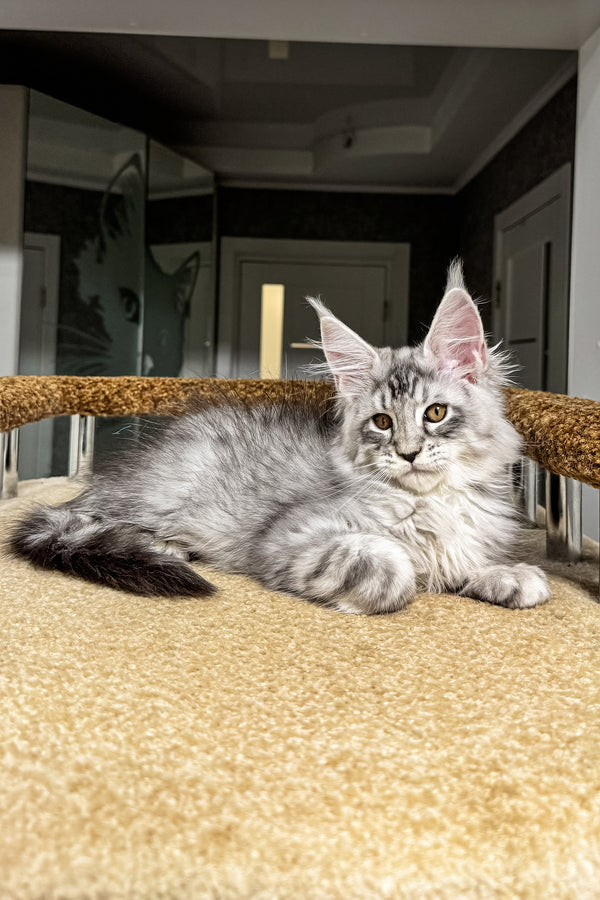 Jake | Maine Coon Kitten