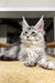 Jake | Maine Coon Kitten