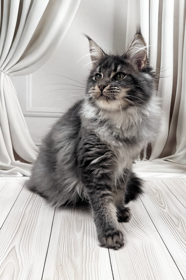 Jakob | Maine Coon Kitten