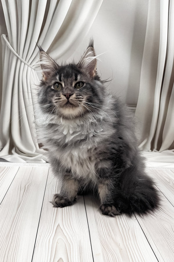 Jakob | Maine Coon Kitten
