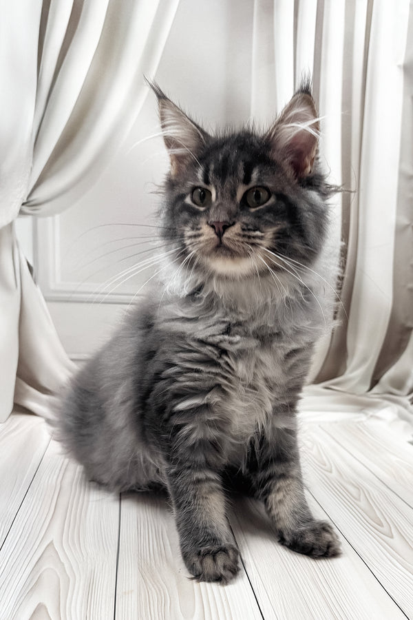 Jakob | Maine Coon Kitten