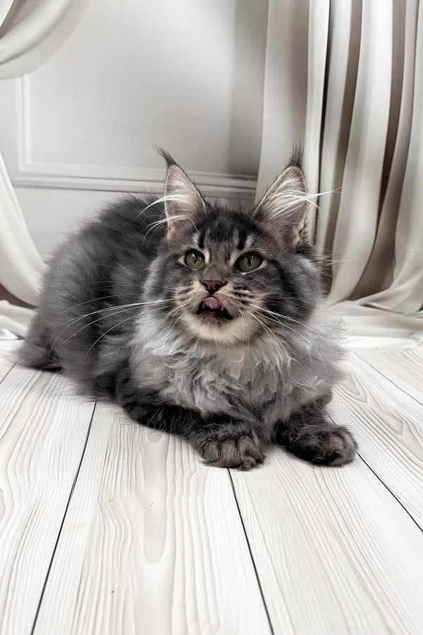 Jakob | Maine Coon Kitten