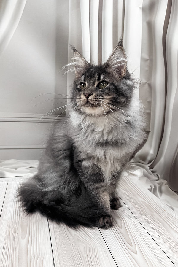 Jakob | Maine Coon Kitten