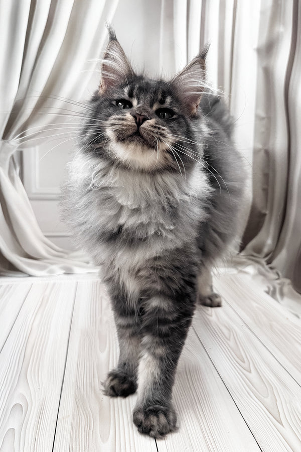 Jakob | Maine Coon Kitten